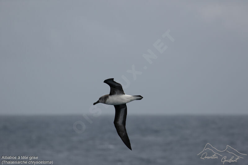 Grey-headed Albatross