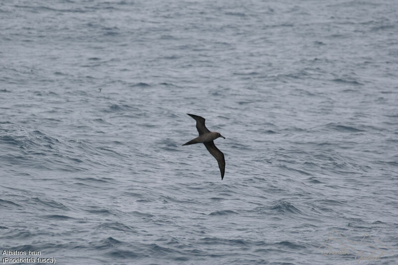 Sooty Albatross