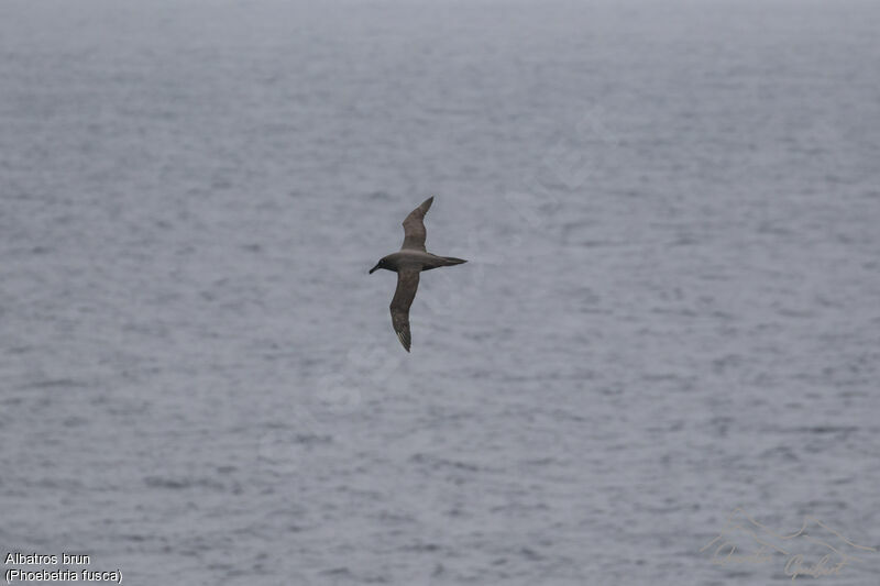 Sooty Albatross