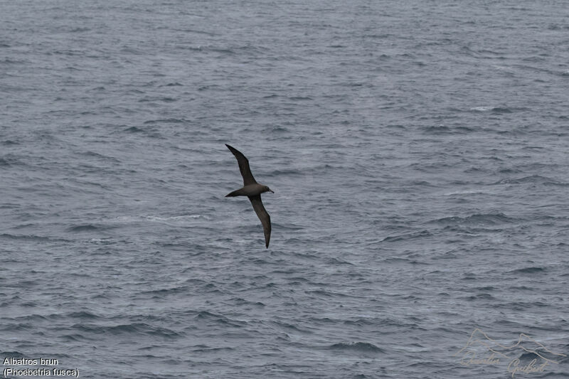 Sooty Albatross