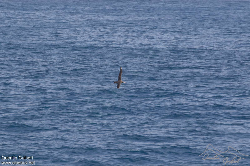 Amsterdam Albatrossimmature, pigmentation, Flight