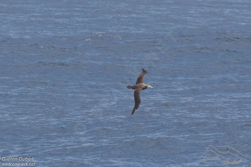 Amsterdam Albatrossimmature, identification