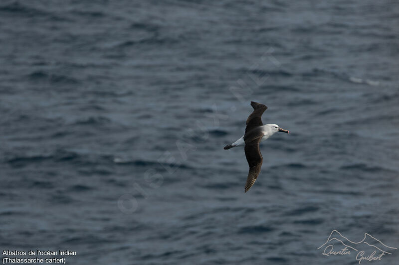 Albatros de l'océan indienadulte, identification, Vol