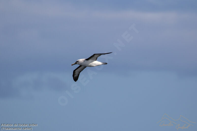 Indian Yellow-nosed Albatrossadult, identification, Flight