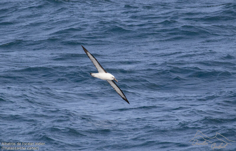 Indian Yellow-nosed Albatross