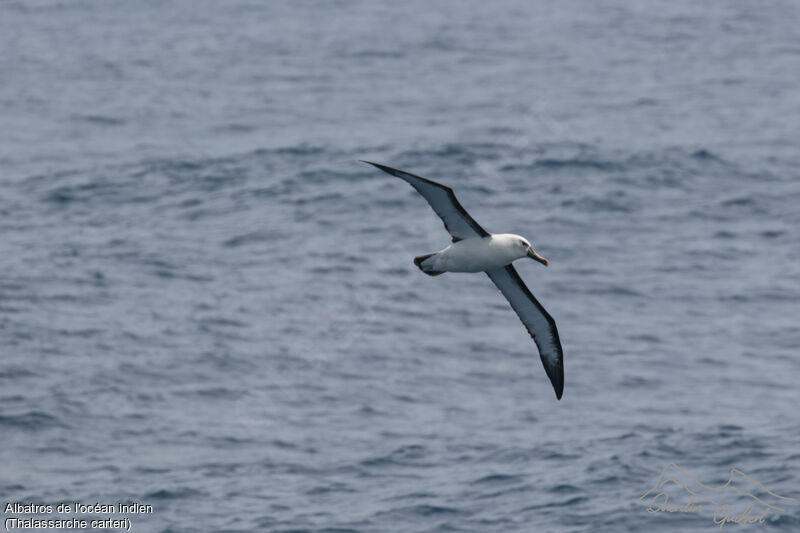 Indian Yellow-nosed Albatross