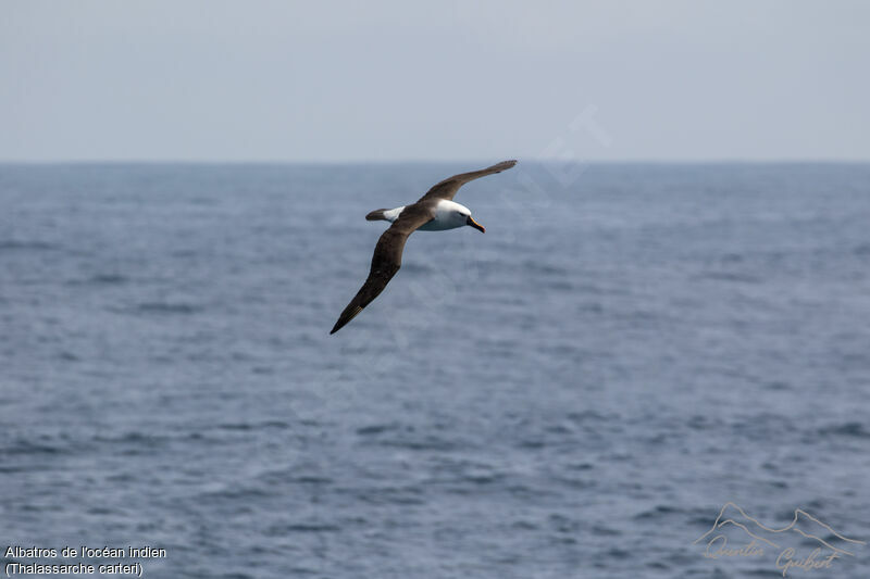 Indian Yellow-nosed Albatross