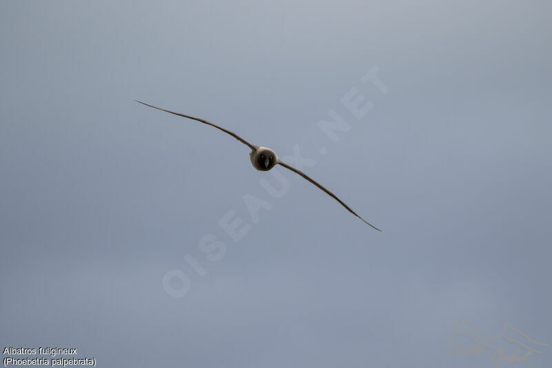 Light-mantled Albatross