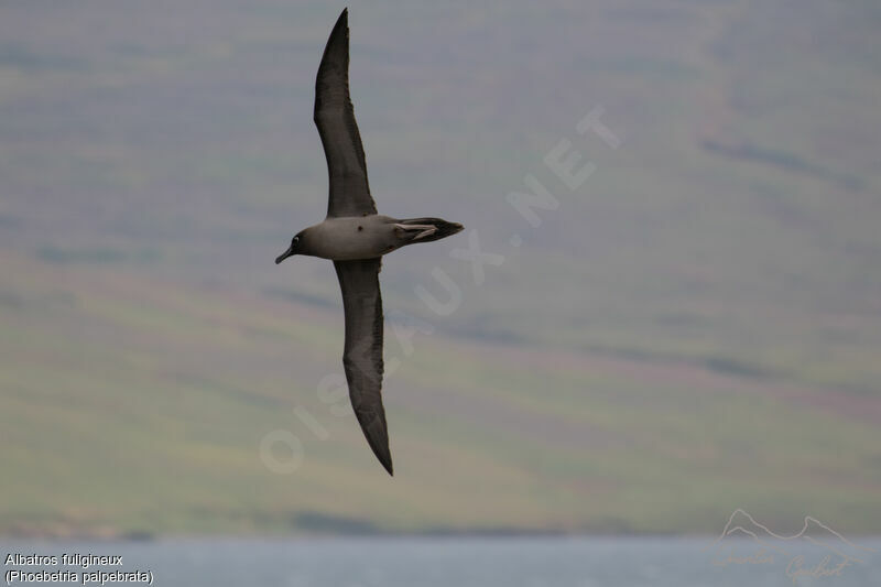 Light-mantled Albatross