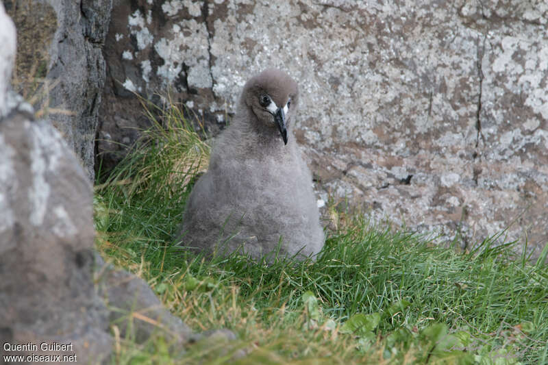 Light-mantled Albatross