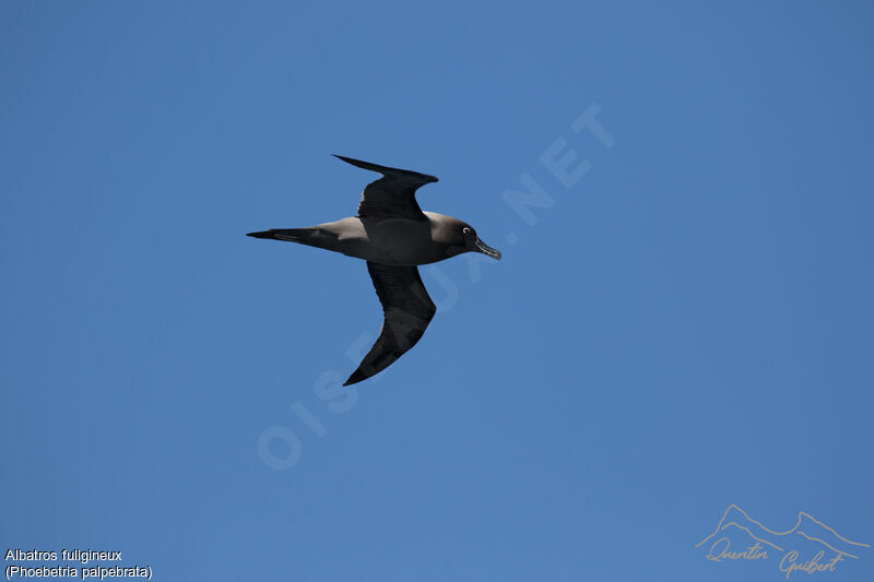 Light-mantled Albatross