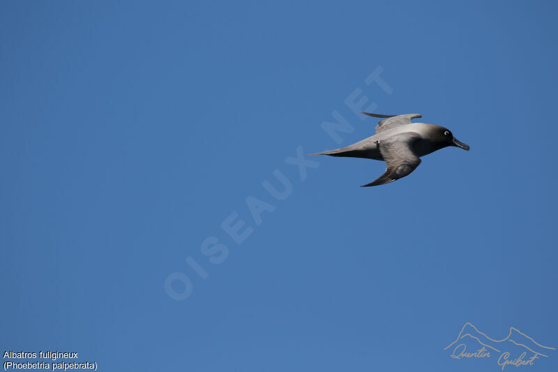 Light-mantled Albatross