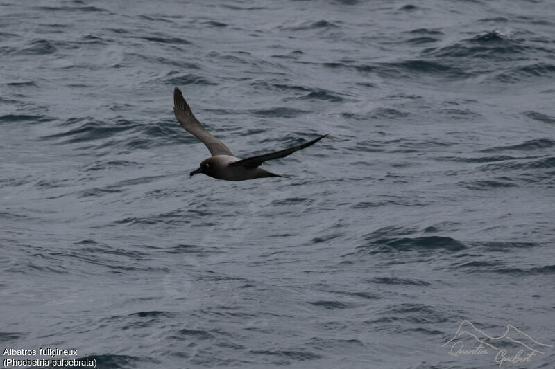 Light-mantled Albatross