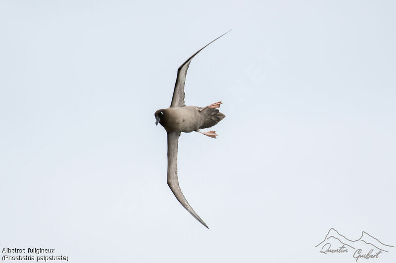 Light-mantled Albatross