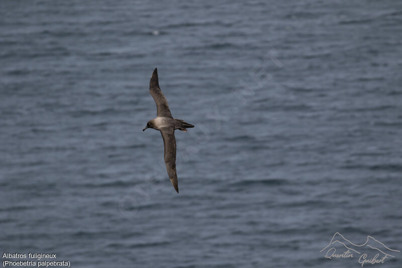 Light-mantled Albatross