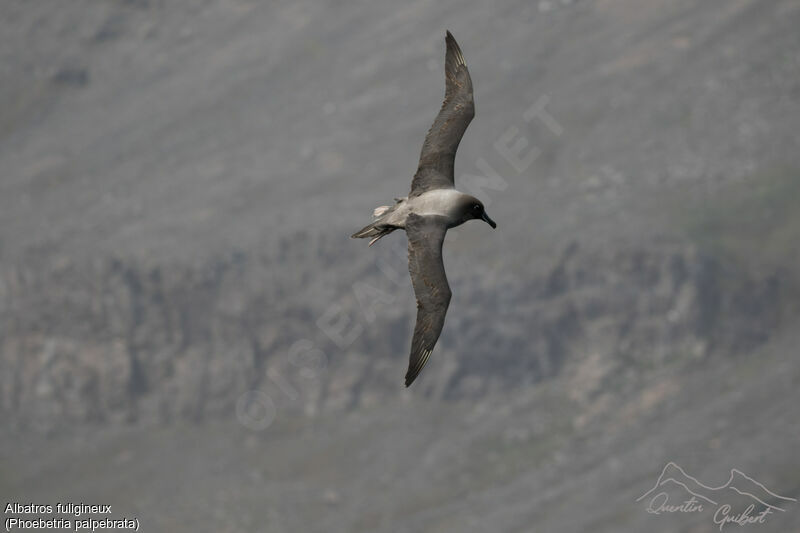 Light-mantled Albatross