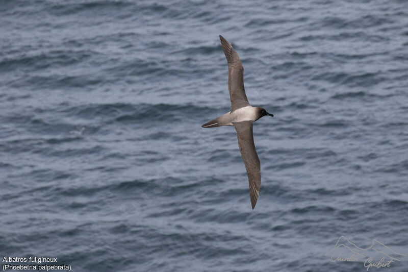 Light-mantled Albatross