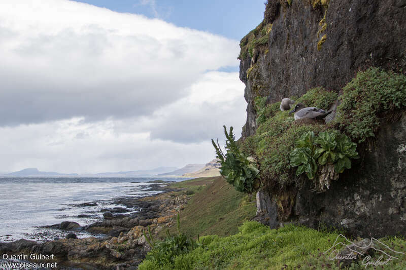 Light-mantled Albatross, habitat