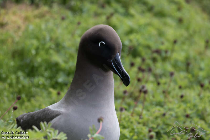 Light-mantled Albatrossadult, close-up portrait