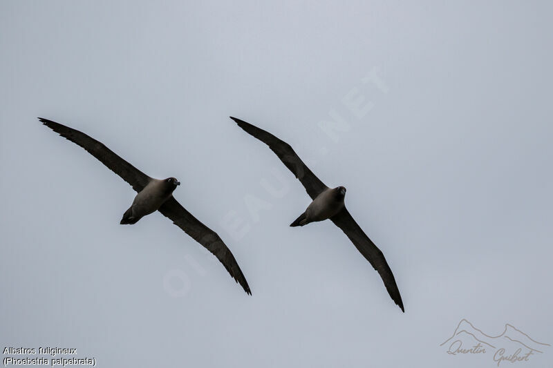 Light-mantled Albatross