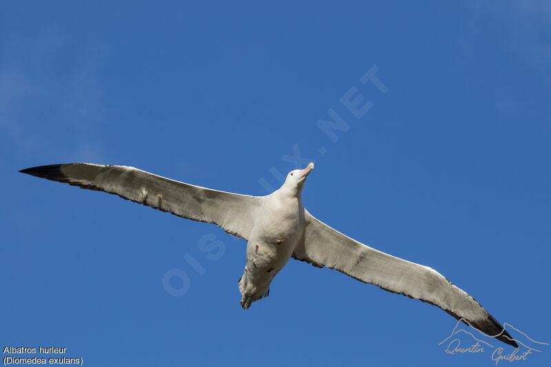 Albatros hurleur