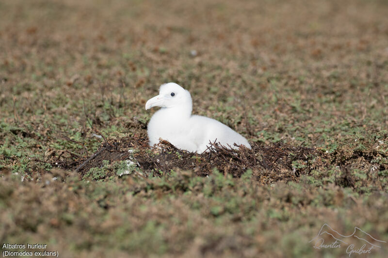 Snowy Albatross