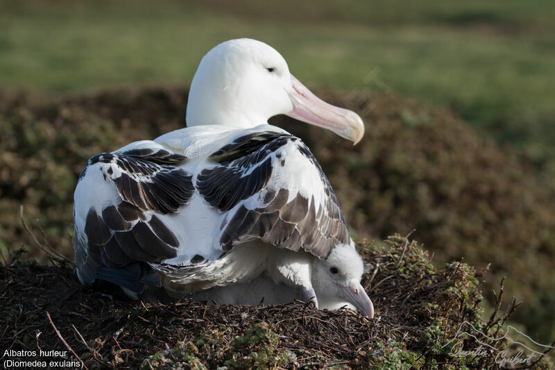 Snowy Albatross