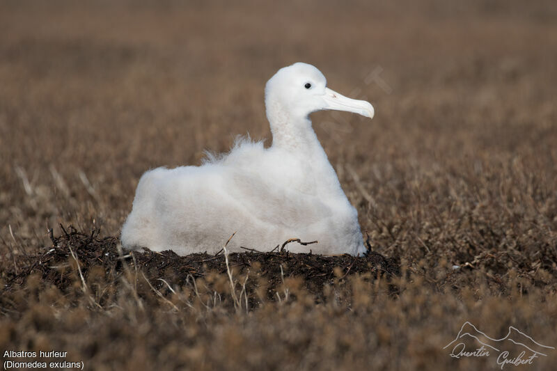 Albatros hurleur