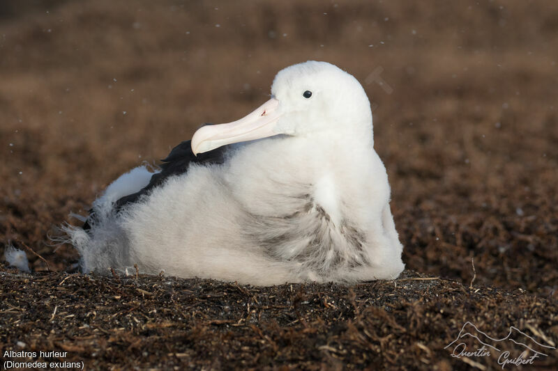 Albatros hurleur