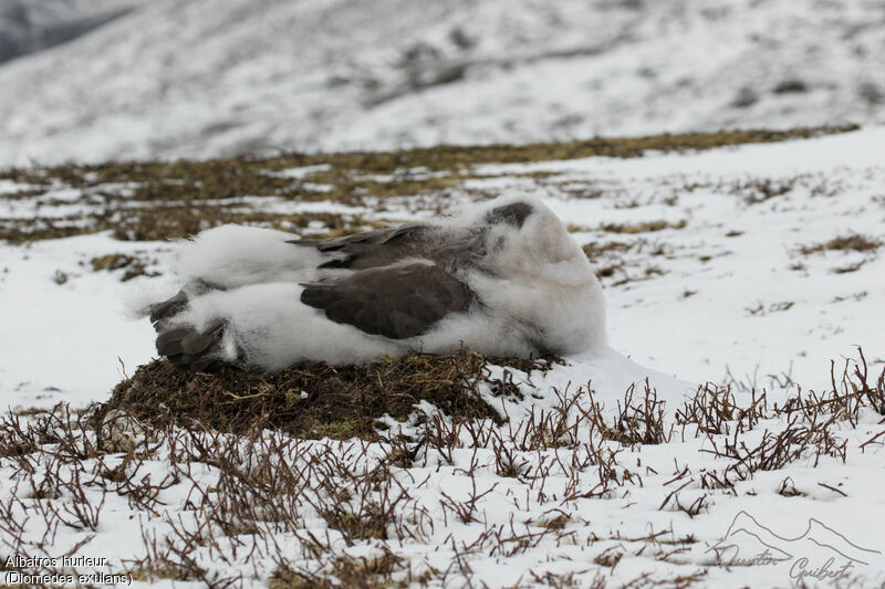 Snowy Albatross