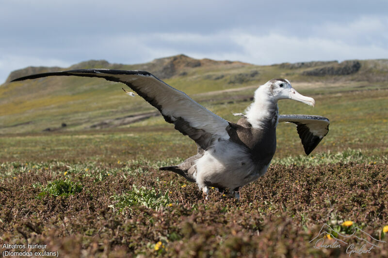 Snowy Albatross