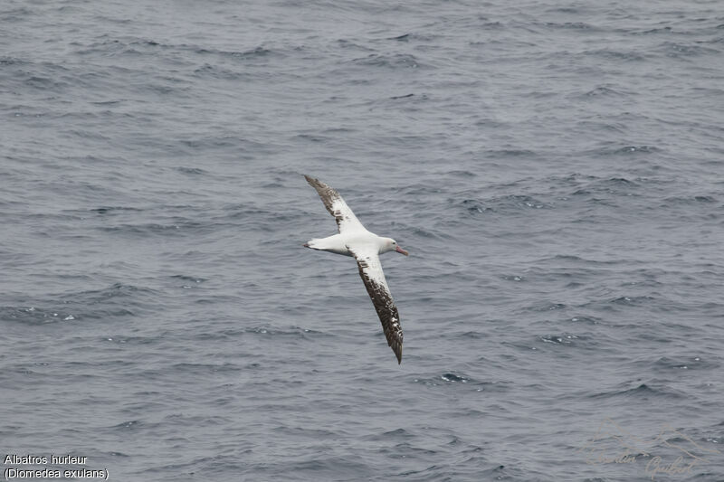 Snowy Albatross