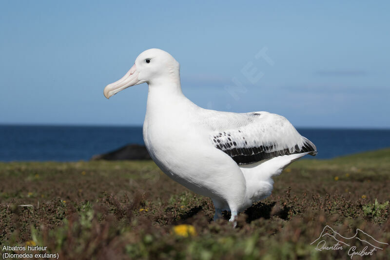 Albatros hurleur