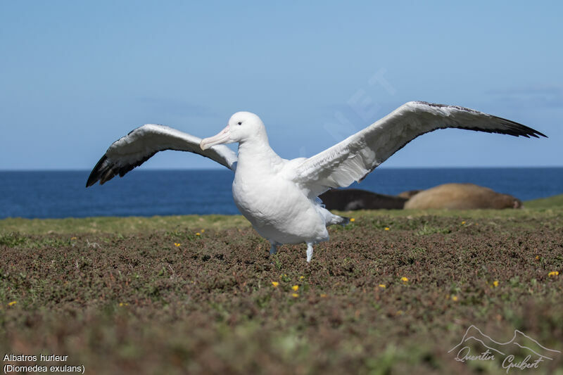 Snowy Albatross