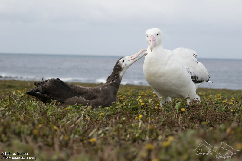 Snowy Albatross