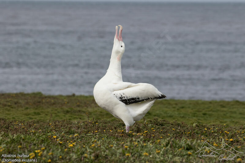 Snowy Albatross