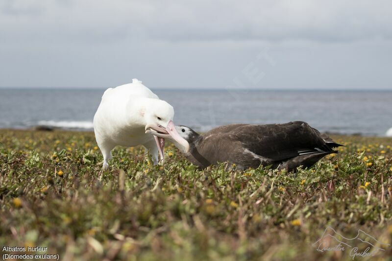 Snowy Albatross