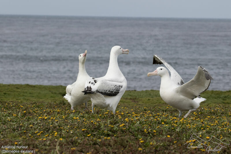 Snowy Albatross