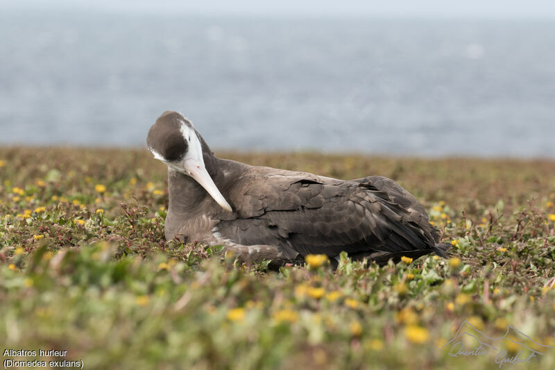 Snowy Albatross