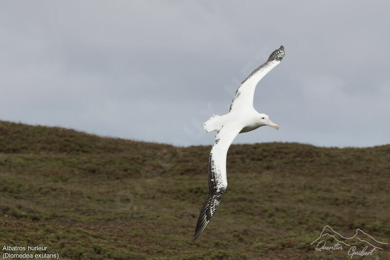 Albatros hurleur