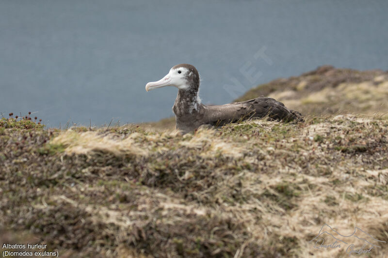 Snowy Albatross