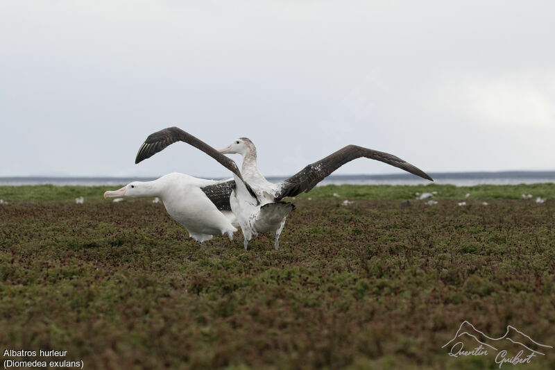 Snowy Albatross