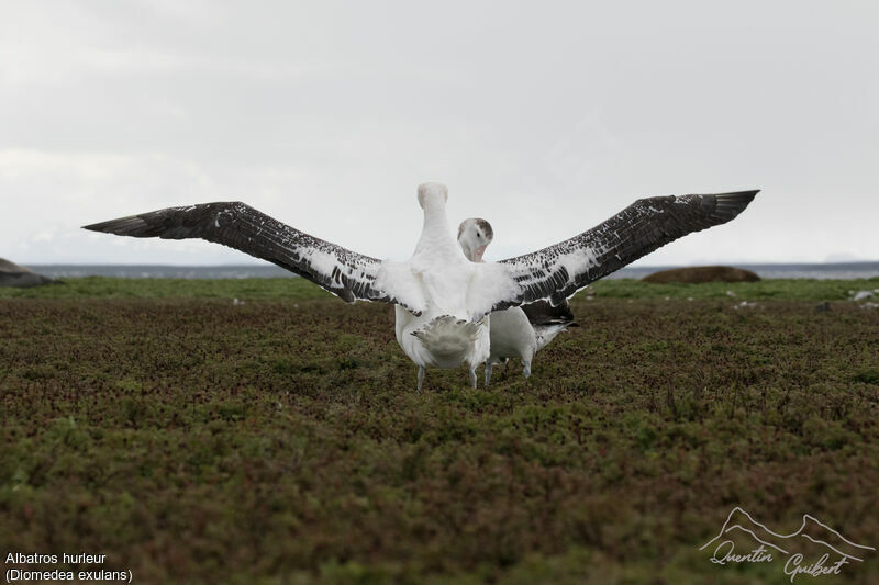 Albatros hurleur