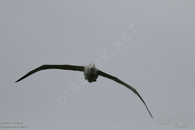 Albatros hurleur