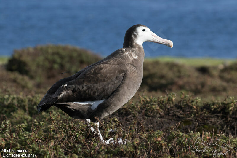 Albatros hurleur