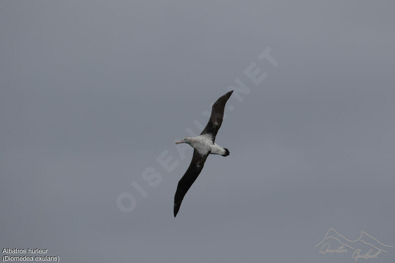 Snowy Albatross