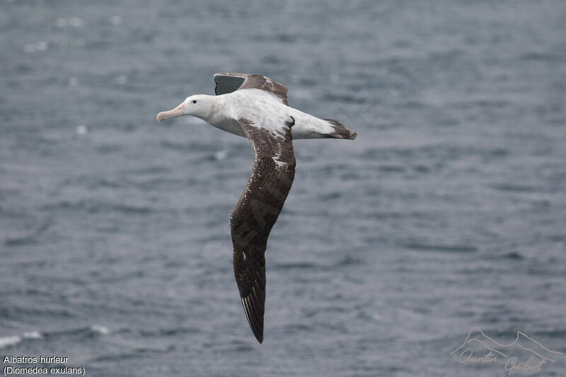 Snowy Albatross