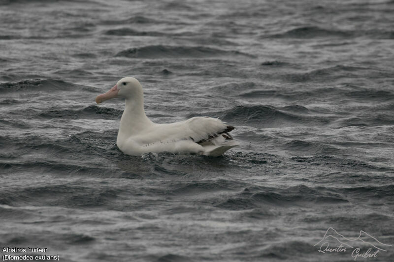 Snowy Albatross