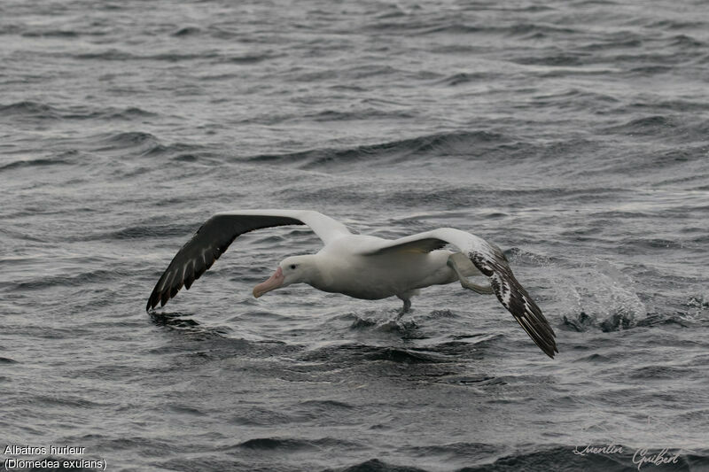 Snowy Albatross