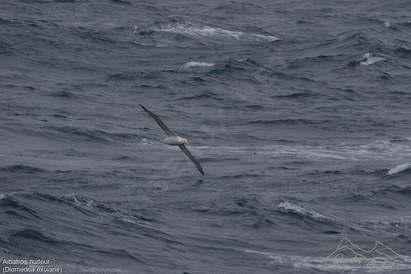 Snowy Albatross